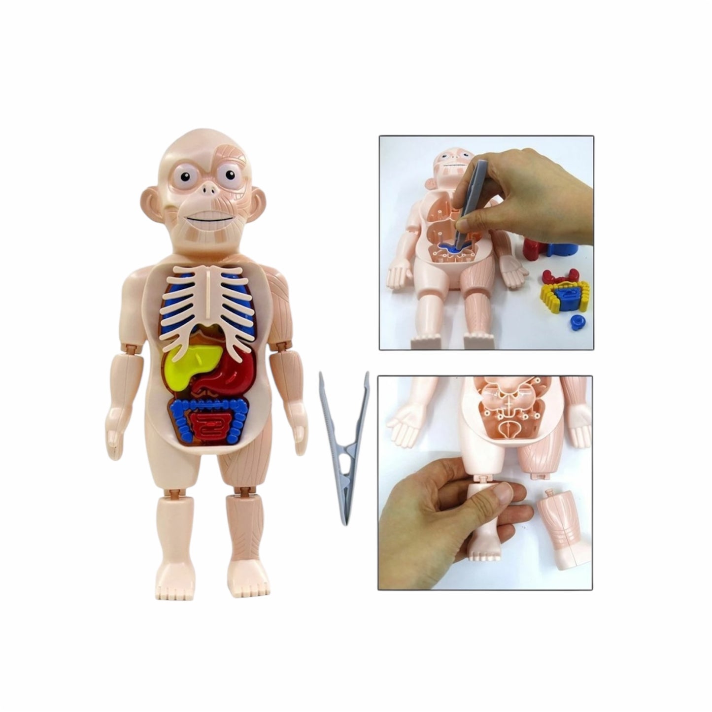 Juego didáctico anatomía del cuerpo humano - 20x23x7cm