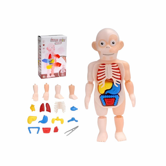 Juego didáctico anatomía del cuerpo humano - 20x23x7cm