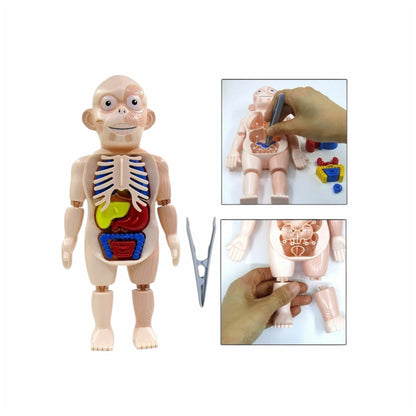 Juego didáctico anatomía del cuerpo humano - 20x23x7cm